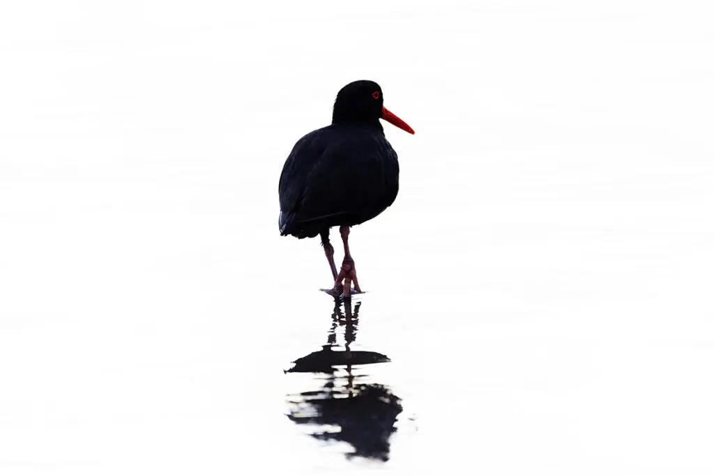"Sooty Oystercatcher" Wilson Promontory