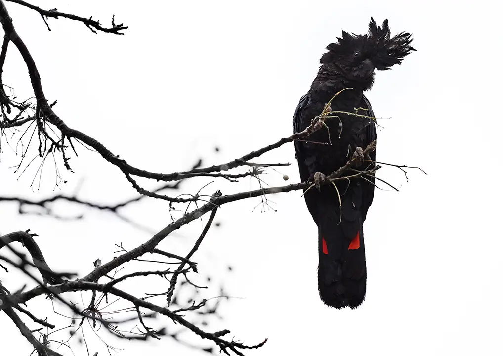 "Red Tailed Black Cockatoo" Bindara NSW